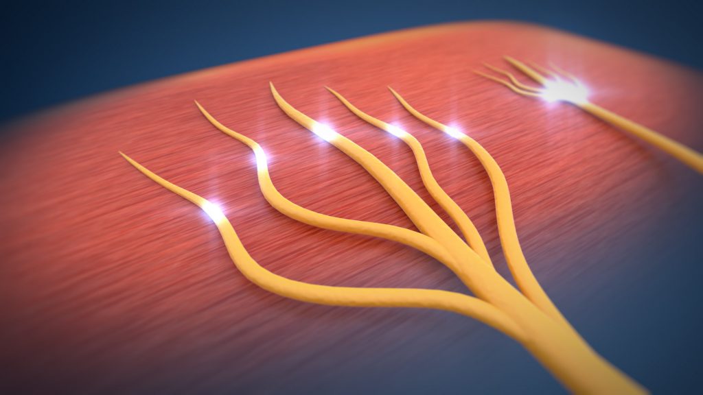 Animacja 3d medyczna odbudowa nerwu 3vo Studio 01 Animacja 3d medyczna odbudowa nerwu 3vo Studio 01