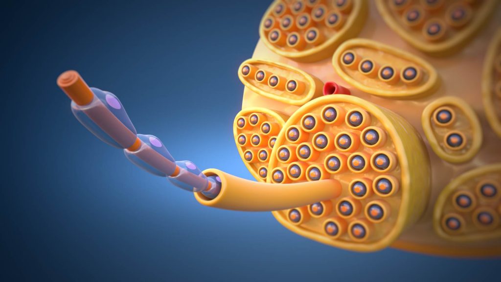 Animacja 3d medyczna odbudowa nerwu 3vo Studio 03 Animacja 3d medyczna odbudowa nerwu 3vo Studio 03