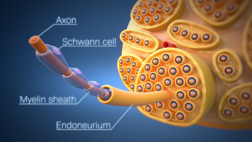 Animacja 3d medyczna odbudowa nerwu 3vo Studio 05 Animacja 3d medyczna odbudowa nerwu 3vo Studio 05